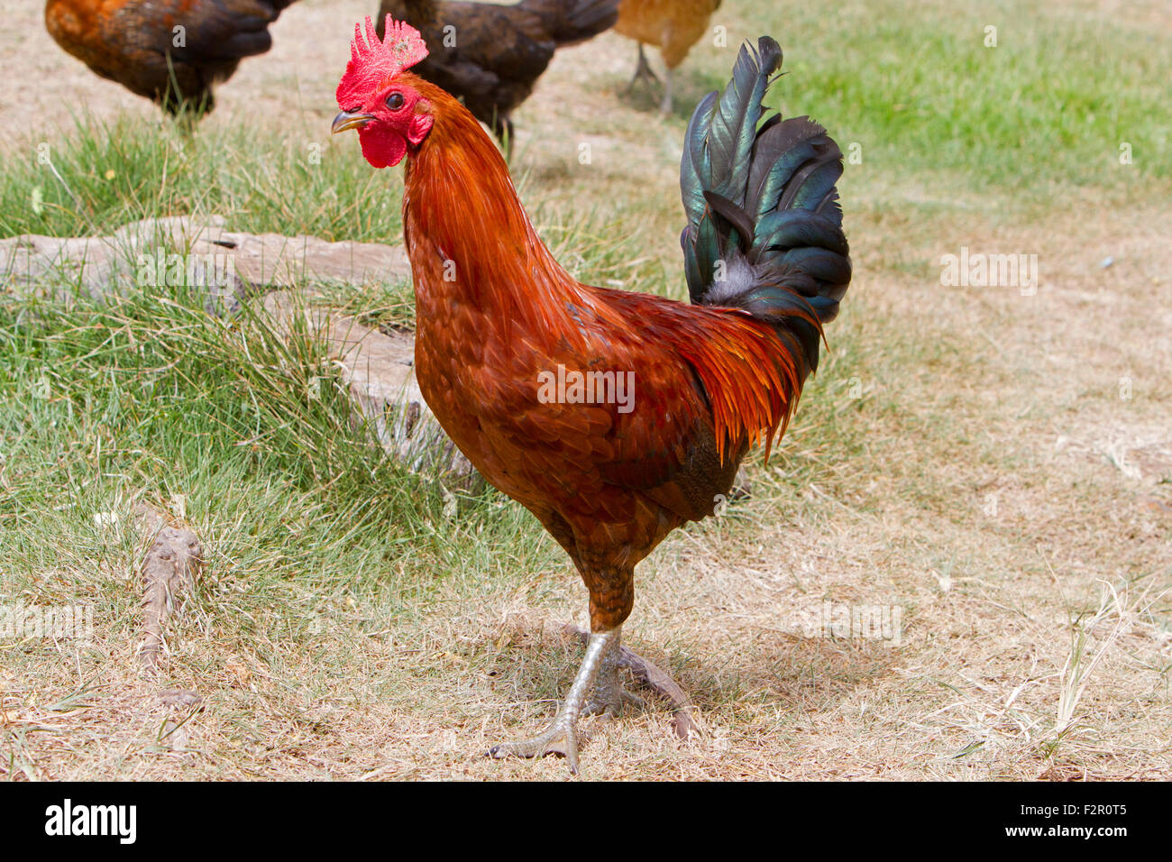 Red Junglefowl (Gallus gallus) a Makena sbarco Park, Maui, Hawaii in luglio Foto Stock