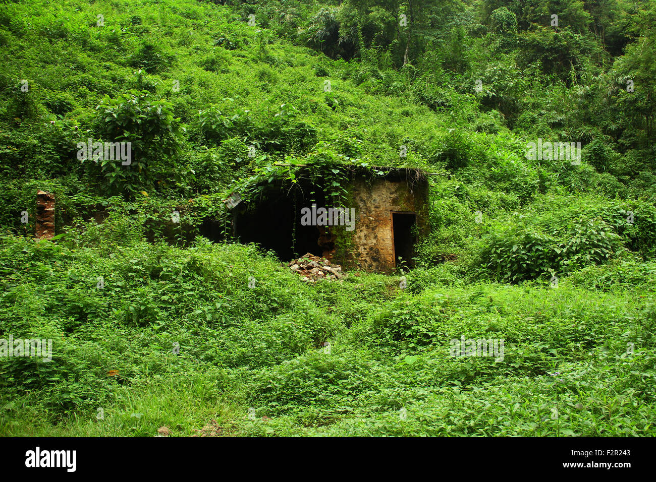 Vecchia casa abbandonata nella foresta verde Foto Stock