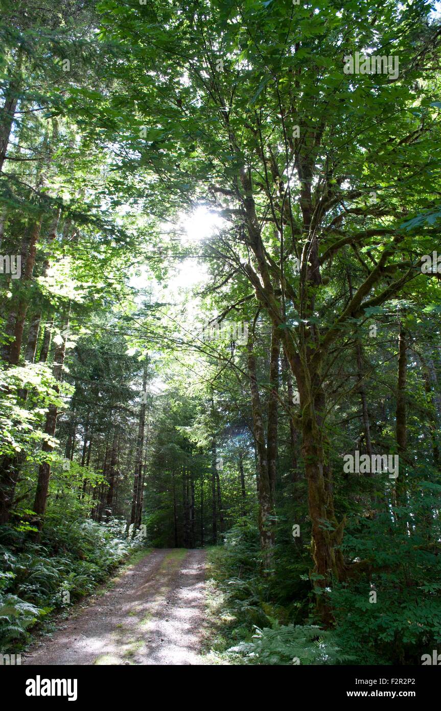 Uno dei tanti percorsi o sentieri nella baia di Oakland County parco vicino Shelton, WA, Stati Uniti d'America. Foto Stock