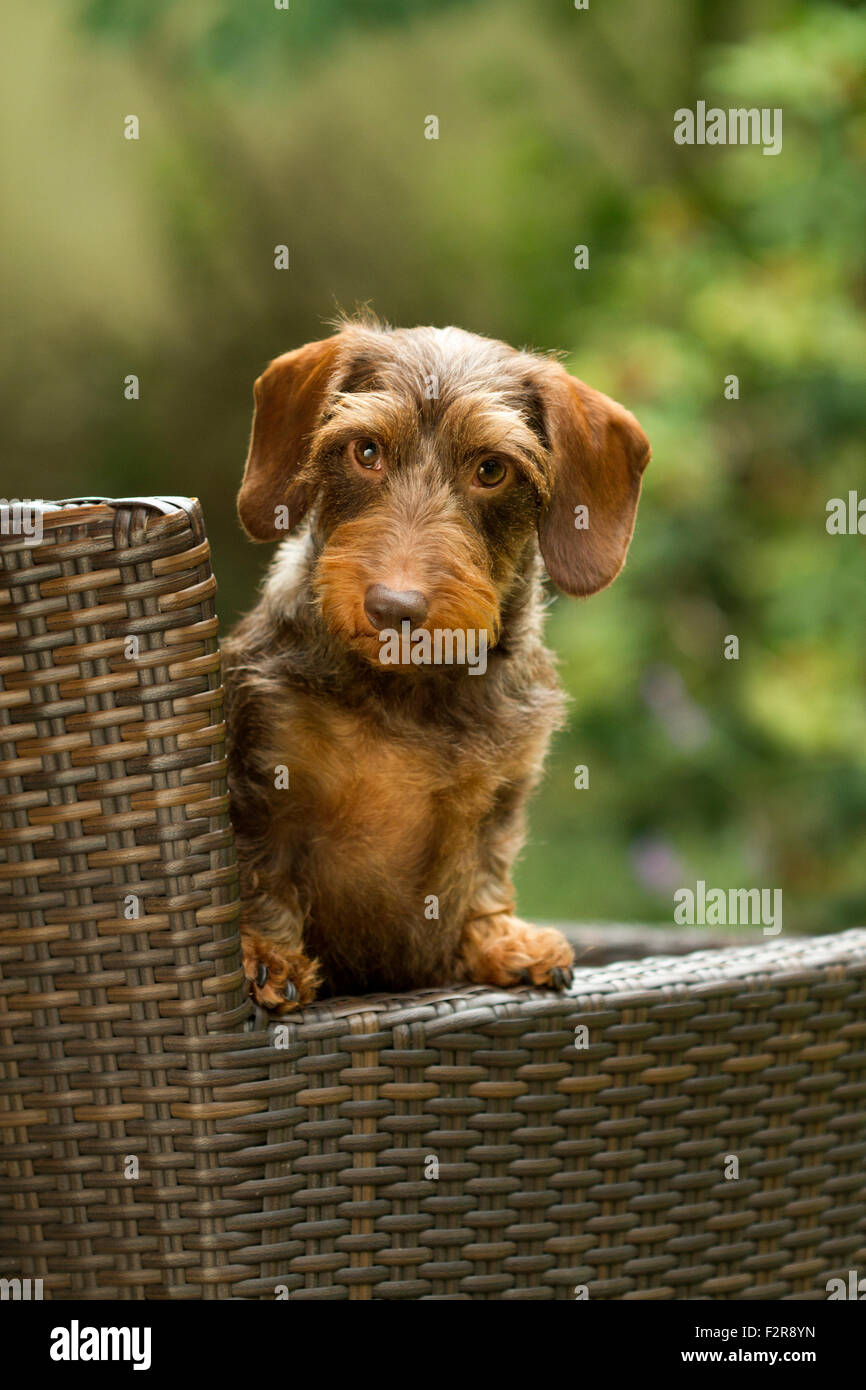 Il filo marrone con capelli bassotto, cane, ritratto in una sedia da giardino, sedia di vimini Foto Stock
