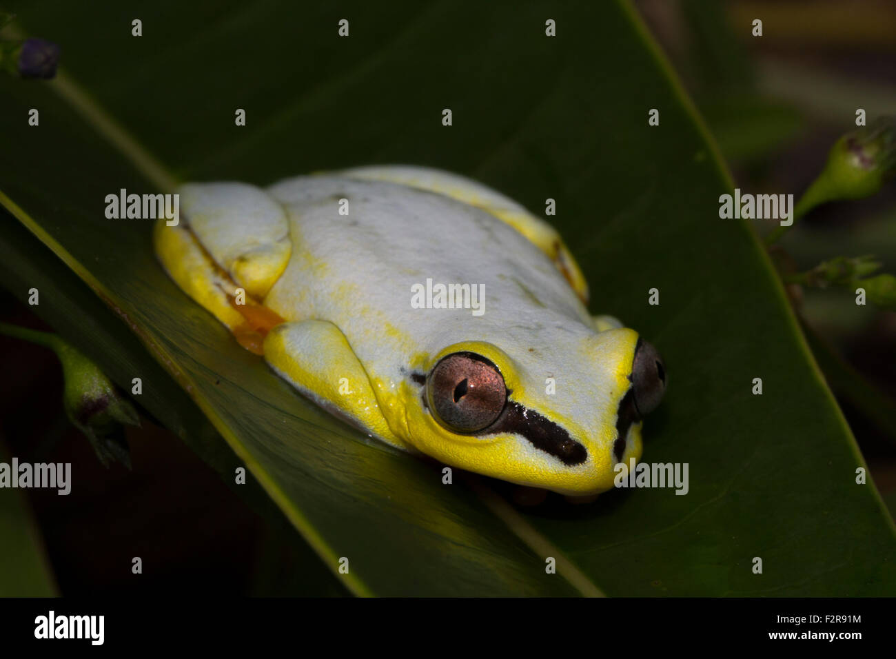 Madagascar Reed (Rana Heterixalus madagascariensis) su una foglia, a nord-est del Madagascar, Madagascar Foto Stock