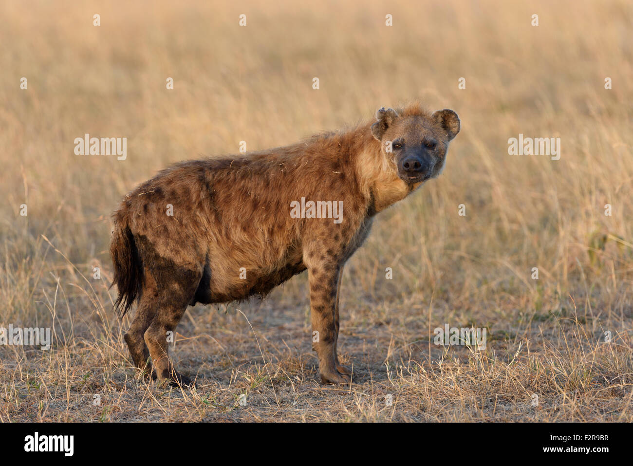 Spotted Hyena (Crocuta crocuta) nella luce del mattino, il Masai Mara riserva nazionale, Narok County, Kenya Foto Stock