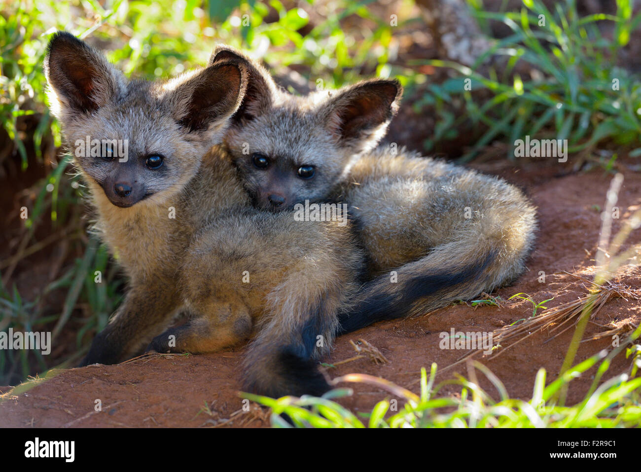 Giovani Bat-eared volpi (Otocyon megalotis), al loro scavano, Lumo Conservancy, Tsavo, Kenya Foto Stock