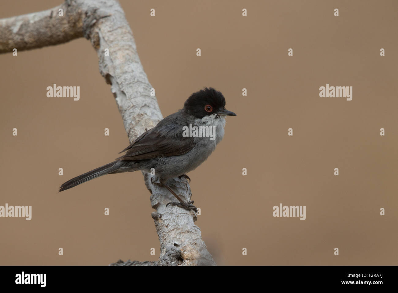 Trillo sardo in Andalusia Foto Stock