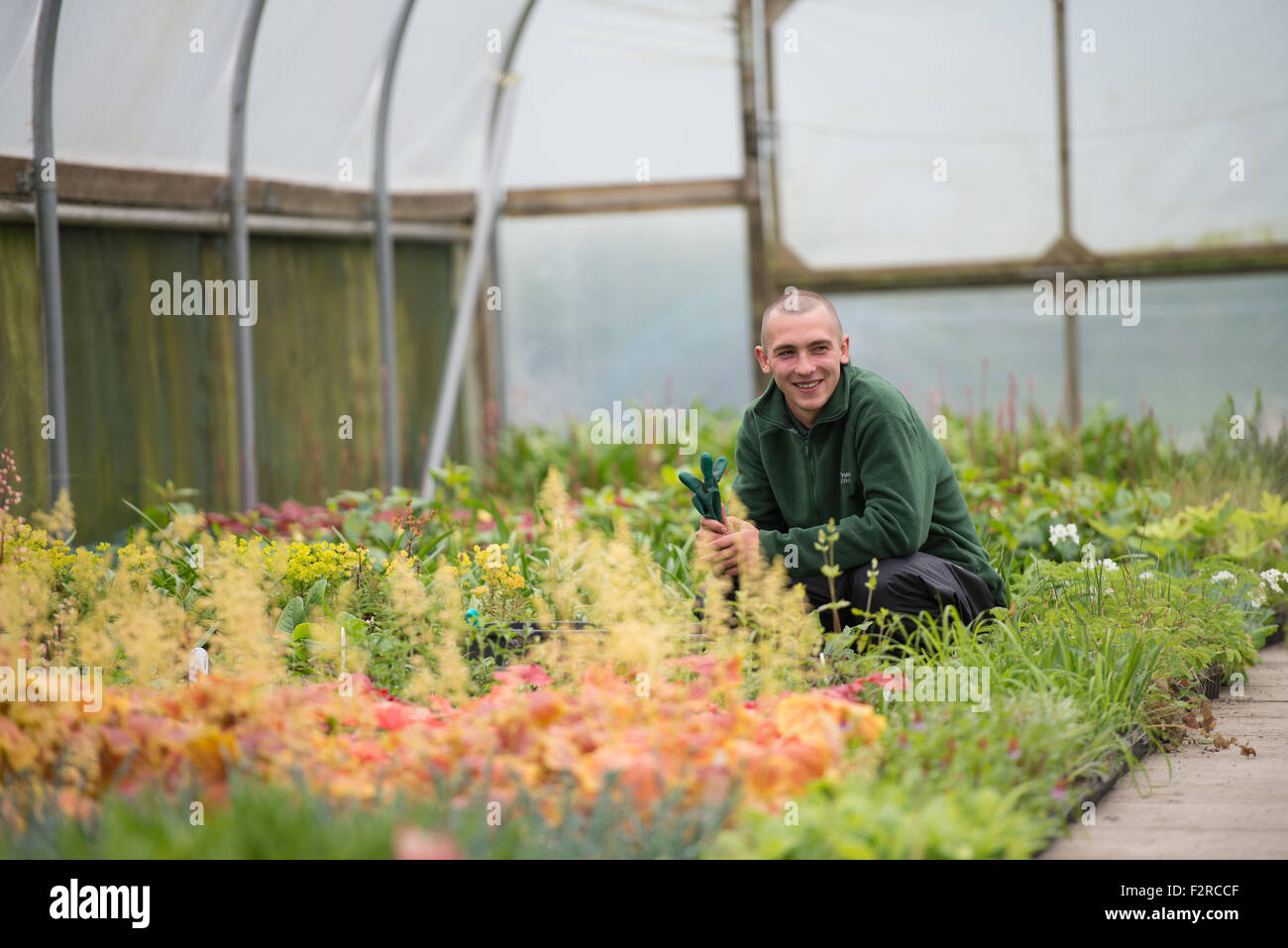 Giardiniere in una serra commerciale Foto Stock
