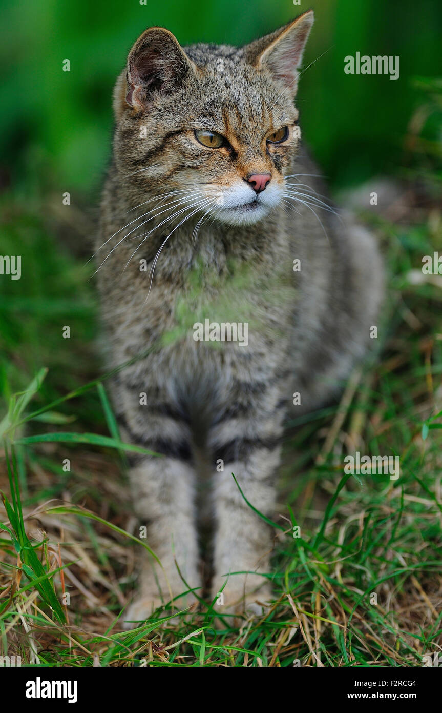 Un gatto selvatico UK Foto Stock