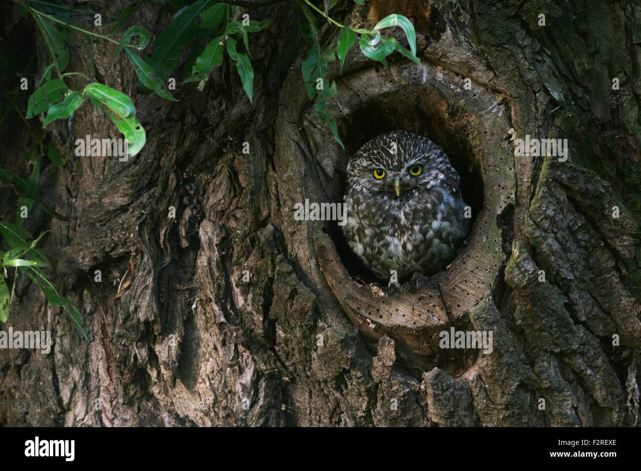 Minervas Owl / Gufo piccolo / Steinkauz ( Athene noctua ) si erge, guardando fuori dalla sua cavità naturale degli alberi, la fauna selvatica, l'Europa. Foto Stock