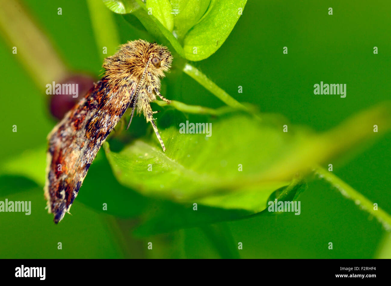 Gypsy Moth butterfly nella natura Foto Stock