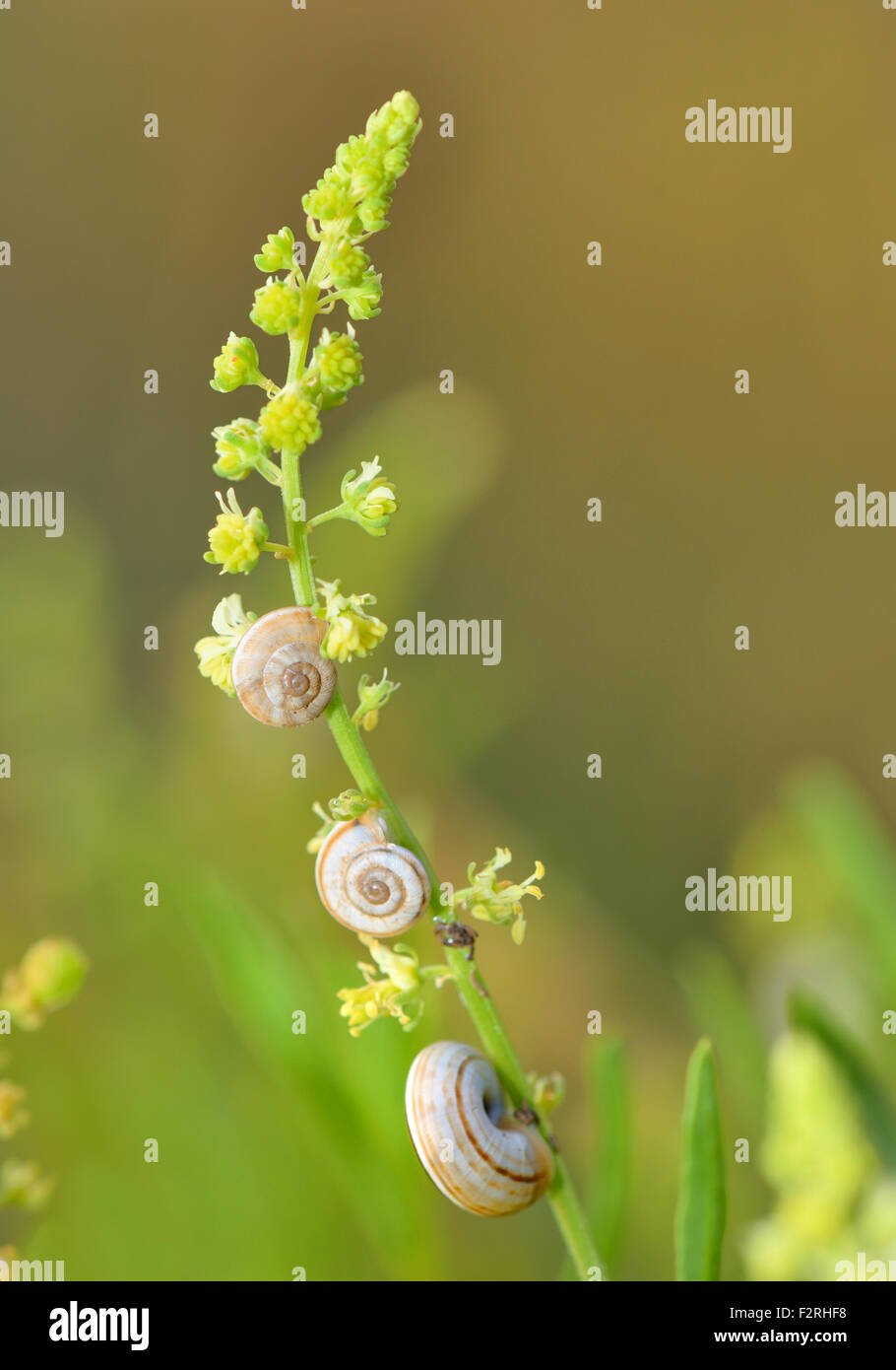 Gruppo di piccole lumache in natura Foto Stock