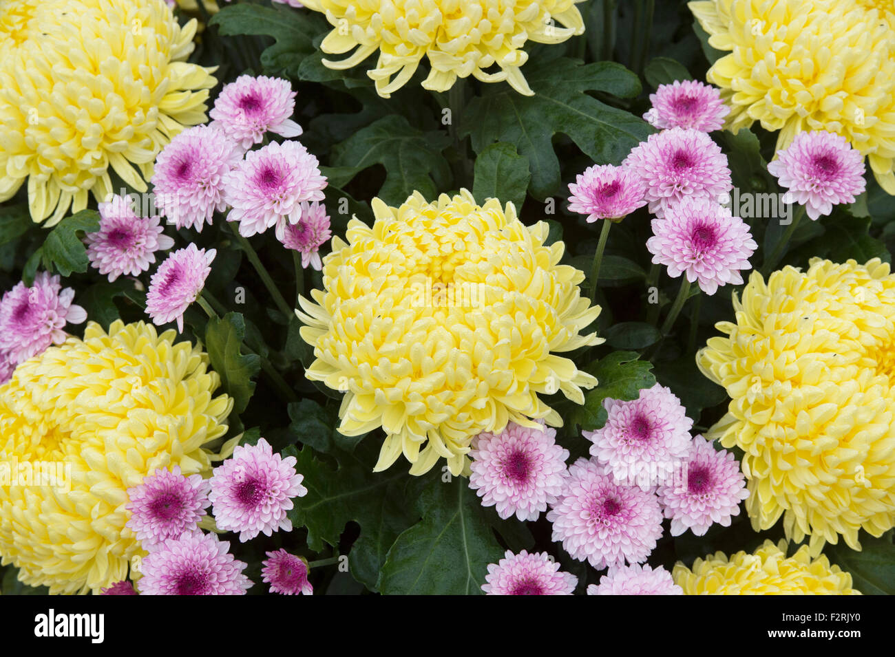 Crisantemo 'Misty limone" e piccolo crisantemo rosa fiori in un display a flower show Foto Stock