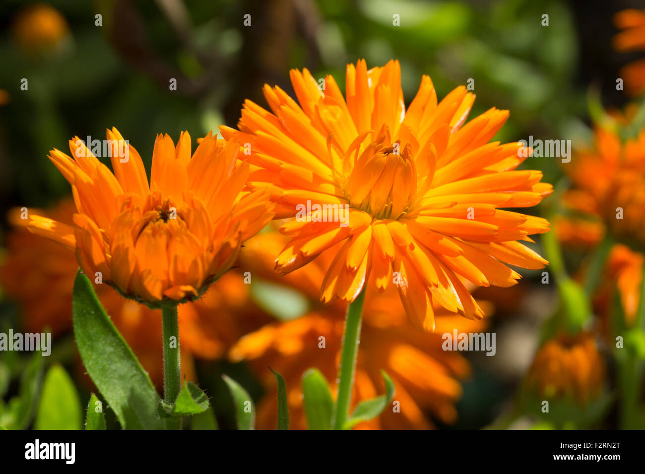 Arancio brillante fiori annuali dei calendula, Calendula officinalis "Orange Porcupine' Foto Stock