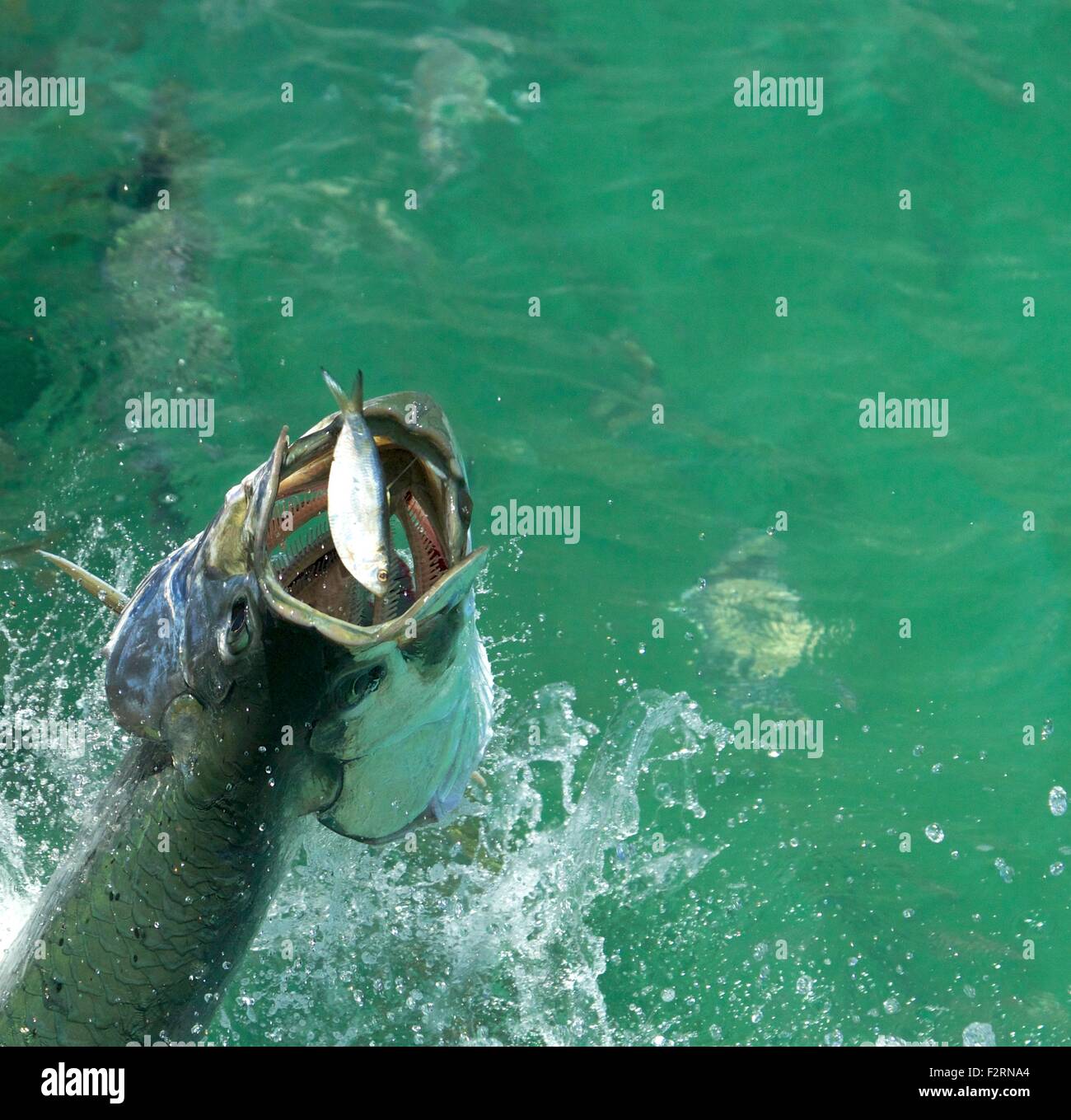 Esche da pesca oceaniche immagini e fotografie stock ad alta risoluzione -  Alamy