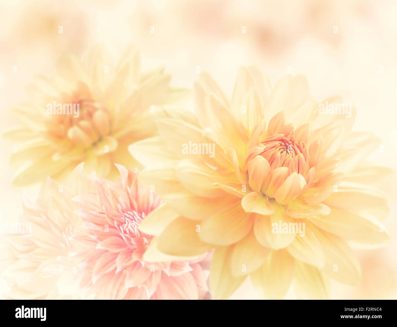 Dahlia fiori Close Up per lo sfondo Foto Stock