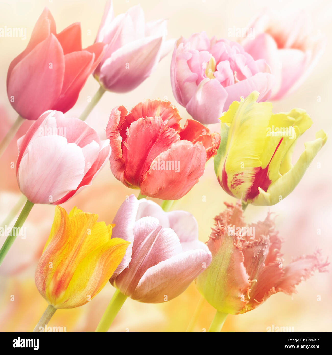 I tulipani fiori Close Up per lo sfondo Foto Stock