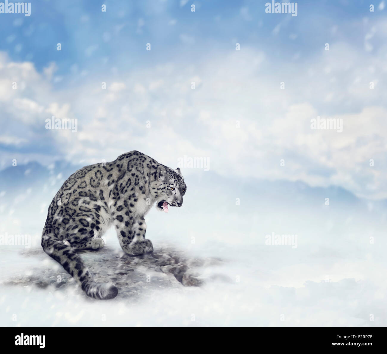 Snow Leopard seduto sulla roccia Foto Stock