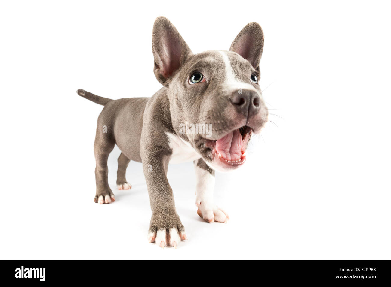 American Pocket Bully pup barking Foto Stock