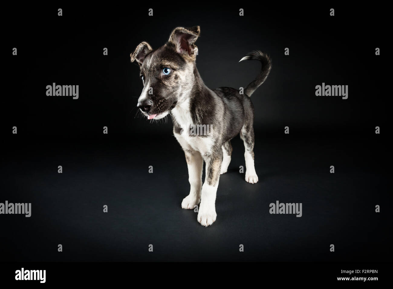 Staffordshire terrier / mix Husky Foto Stock