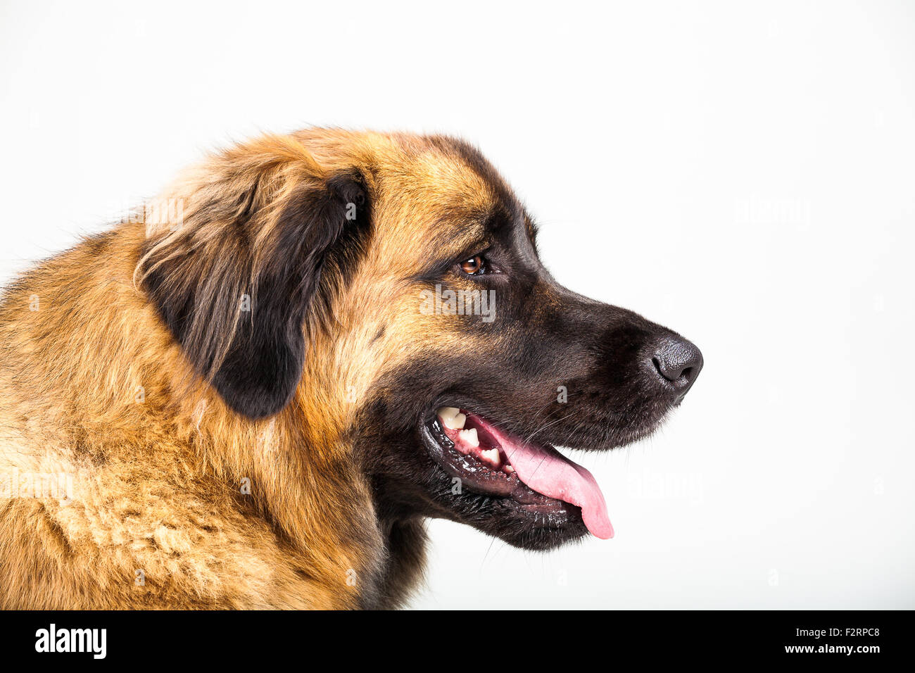 Profilo di colpo a dieci mesi di vecchio Leonberger cucciolo Foto Stock