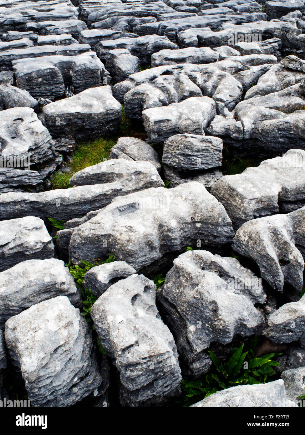 E Clints Grykes nella pavimentazione di pietra calcarea a rocce Ellerbeck Ribblehead Yorkshire Dales North Yorkshire, Inghilterra Foto Stock