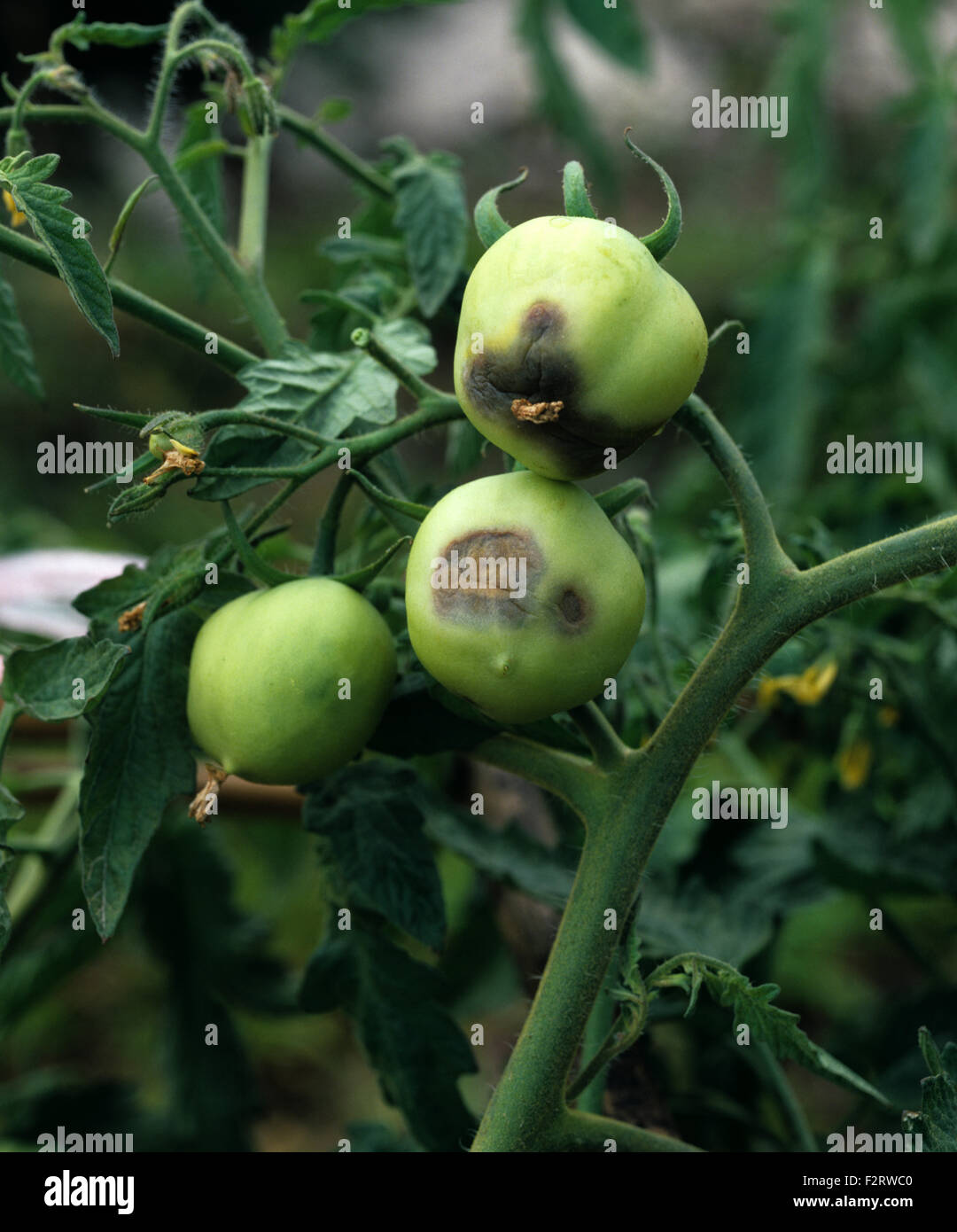 Late blight, Phytophthora infestans, lesioni sul green i frutti di pomodoro, Thailandia Foto Stock