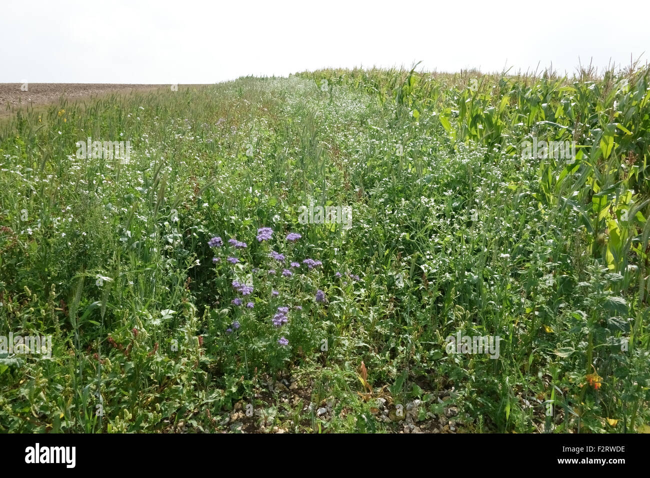 Margine di fiori selvaggi con piante fiorite di attrarre gli insetti e fauna selvatica accanto a colture di fattoria, Berkshire, Settembre Foto Stock