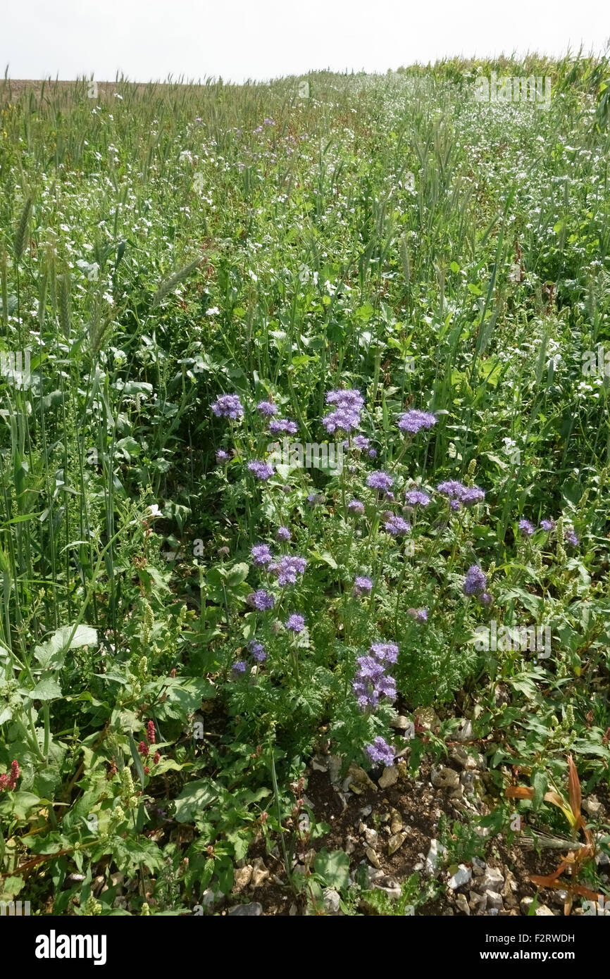 Margine di fiori selvaggi con piante fiorite di attrarre gli insetti e fauna selvatica accanto a colture di fattoria, Berkshire, Settembre Foto Stock