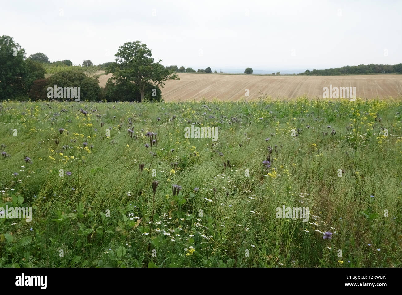 Area di fiori selvaggi con piante fiorite di attrarre gli insetti e fauna selvatica accanto a colture di fattoria, Berkshire, Settembre Foto Stock