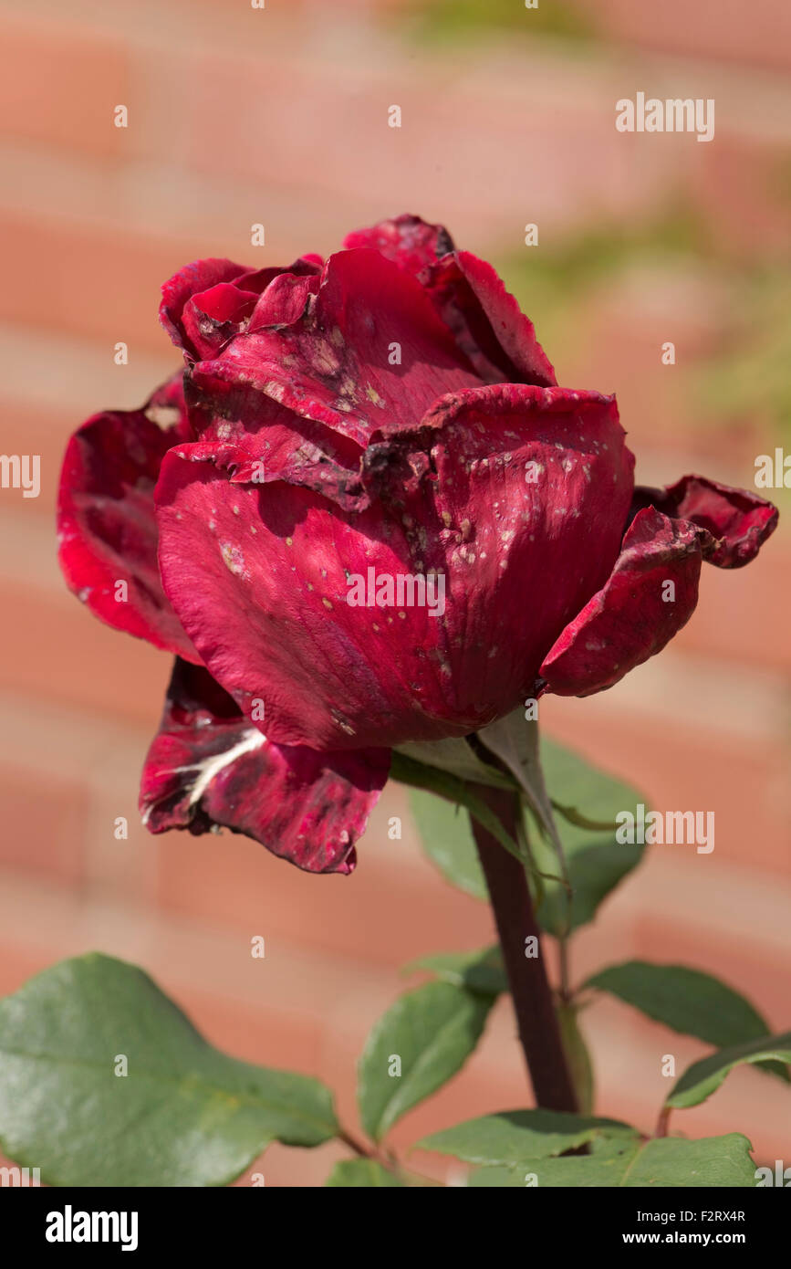 Red Rose fiore che mostra la formazione di macchie di lesioni causate da muffa grigia, Botrytis cinerea, con tempo umido Foto Stock