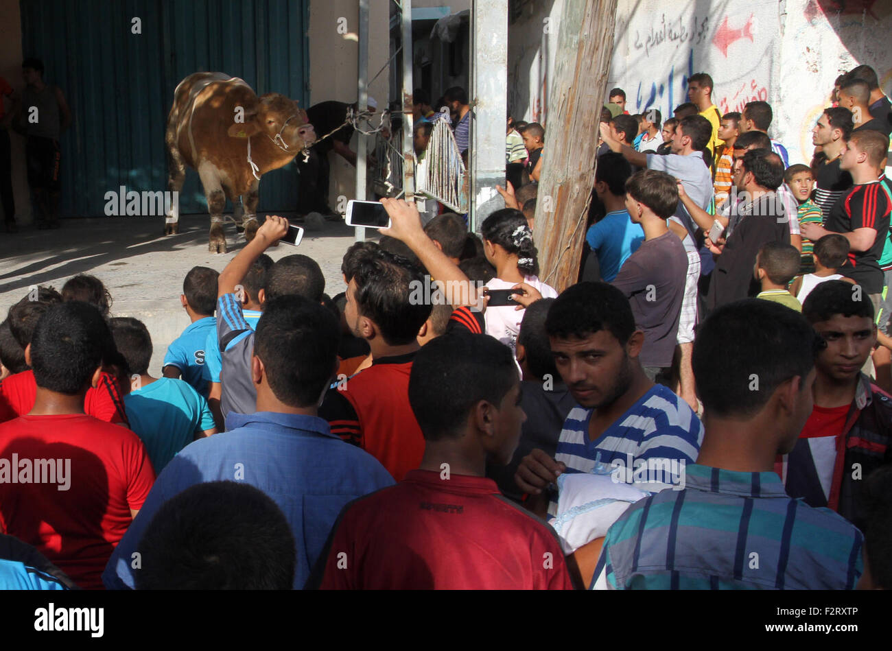 Rafah nella striscia di Gaza, Territori palestinesi. 23 Sep, 2015. Palestinesi raccogliere accanto a un bufalo precedendo il sacrificio Eid al-Adha festival a Rafah nella souther nella Striscia di Gaza il 23 settembre 2015. I musulmani di tutto il mondo si stanno preparando a celebrare il festival annuale di Eid al-Adha, o la festa del sacrificio, che segna la fine del hajj pellegrinaggio alla Mecca e in commemorazione del profeta Abramo la prontezza al sacrificio di suo figlio per mostrare l'obbedienza a Dio Credito: Abed Rahim Khatib/immagini APA/ZUMA filo/Alamy Live News Foto Stock