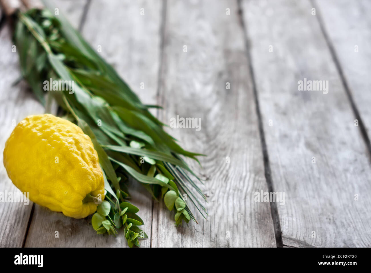 Simboli di ebrei fall festival di Sukkot, lulav - etrog, ramo di palma, il mirto e il salice - sul vecchio sfondo di legno. Foto Stock