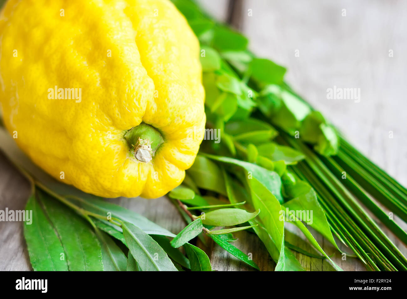 Simboli di ebrei fall festival di Sukkot, lulav - etrog, ramo di palma, il mirto e il salice - sul vecchio sfondo di legno. Foto Stock