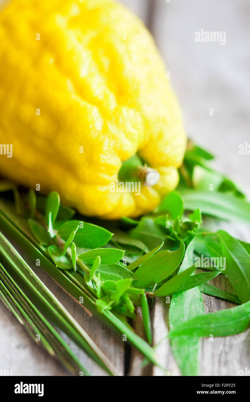 Simboli di ebrei fall festival di Sukkot, lulav - etrog, ramo di palma, il mirto e il salice - sul vecchio sfondo di legno. Foto Stock