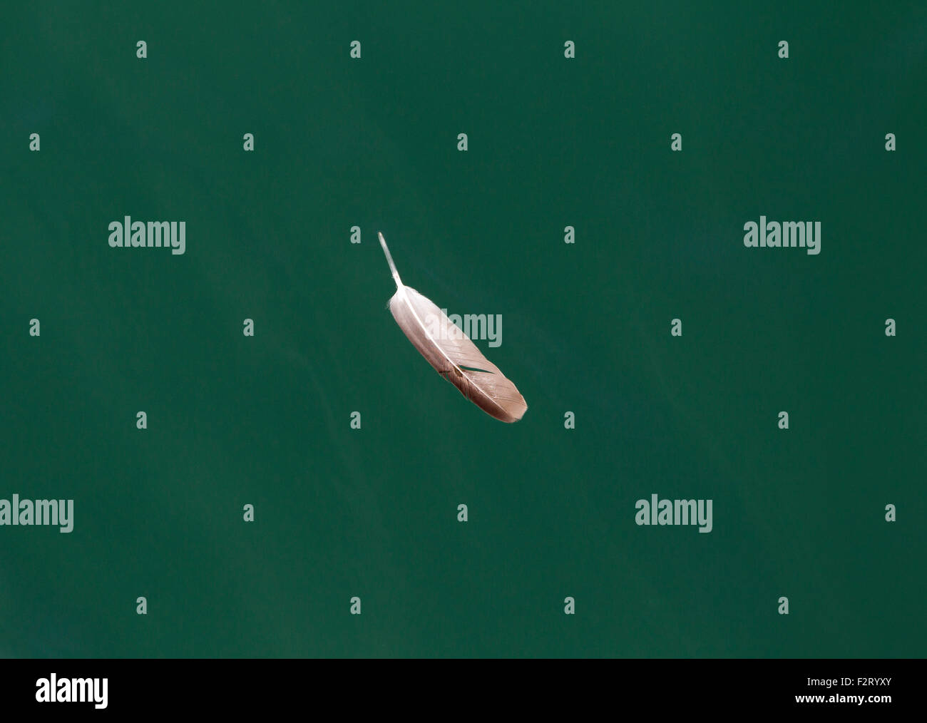 Un singolo Feather galleggiante sull'acqua verde Foto Stock