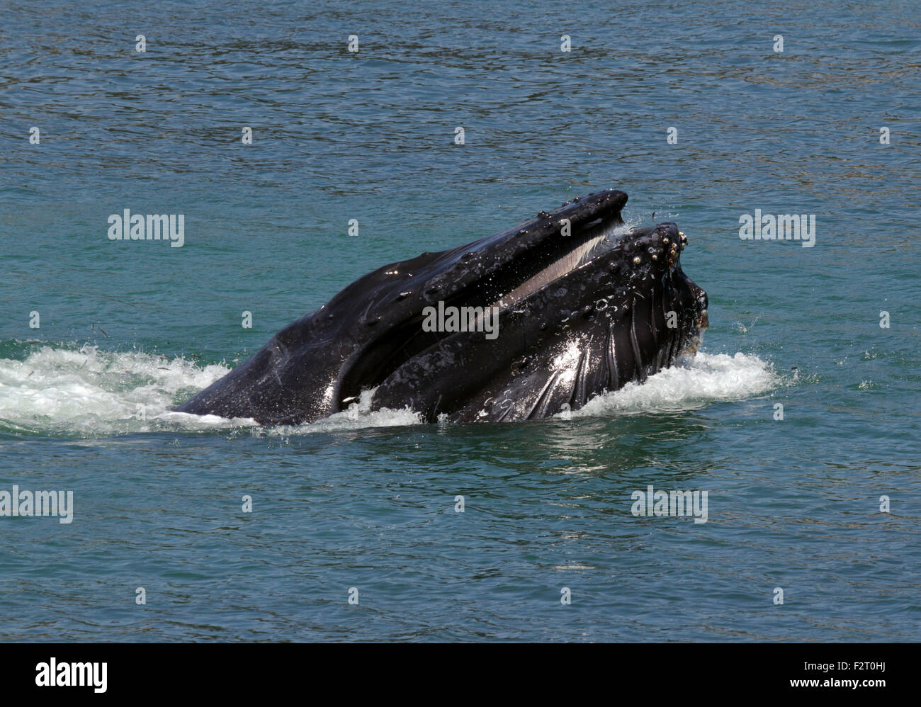 Humpback Whale affondo con l'alimentazione Foto Stock