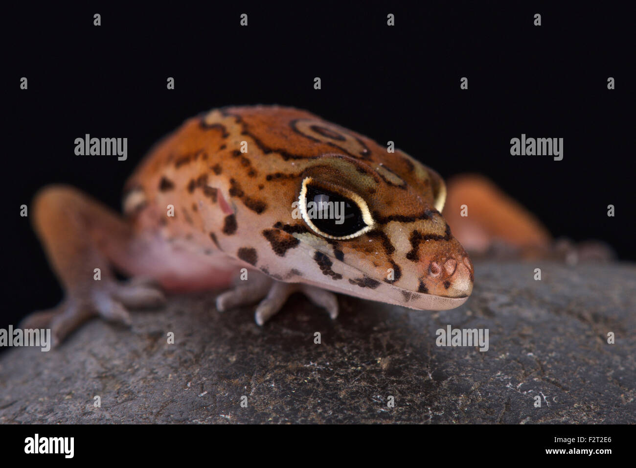 Yucatán nastrare Gecko (Coleonyx elegans) Foto Stock
