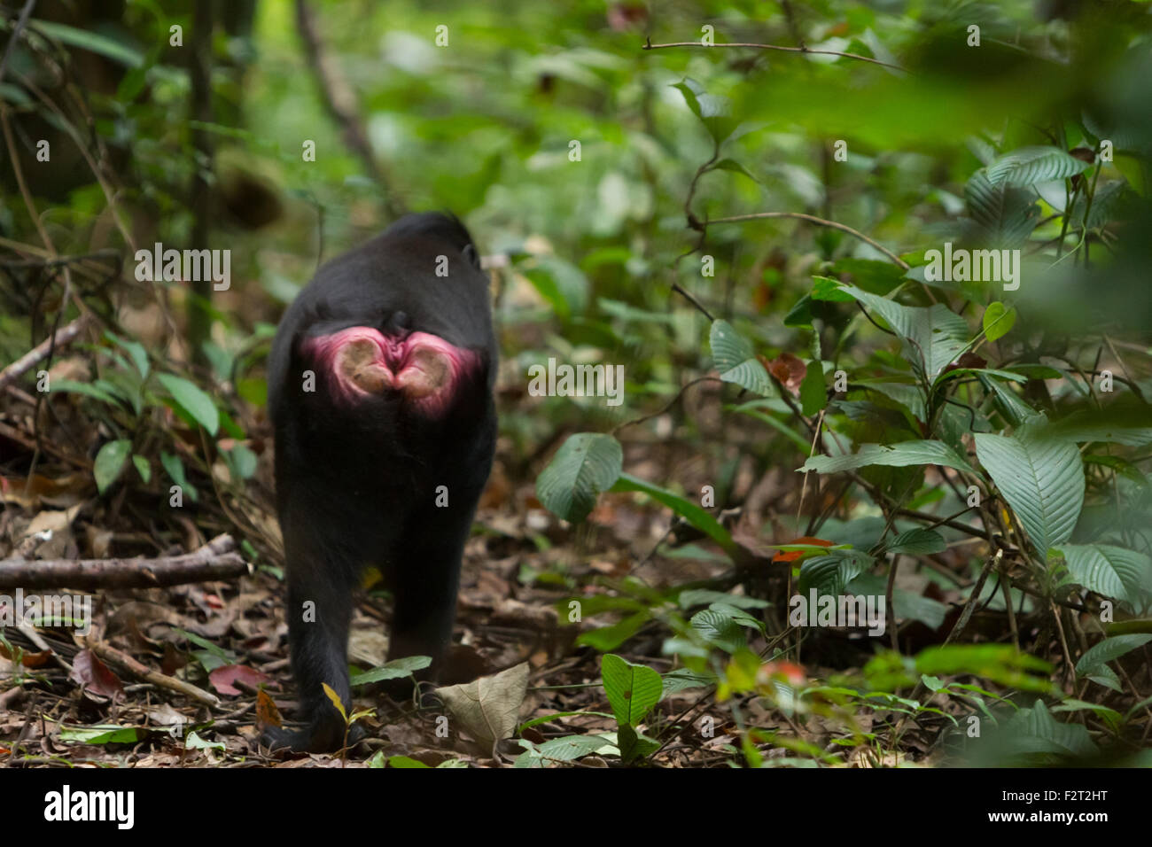 Vista posteriore di un macaco di Sulawesi con crestata nera (Macaca nigra) che foraging nella riserva naturale di Tangkoko, Sulawesi settentrionale, Indonesia. Foto Stock