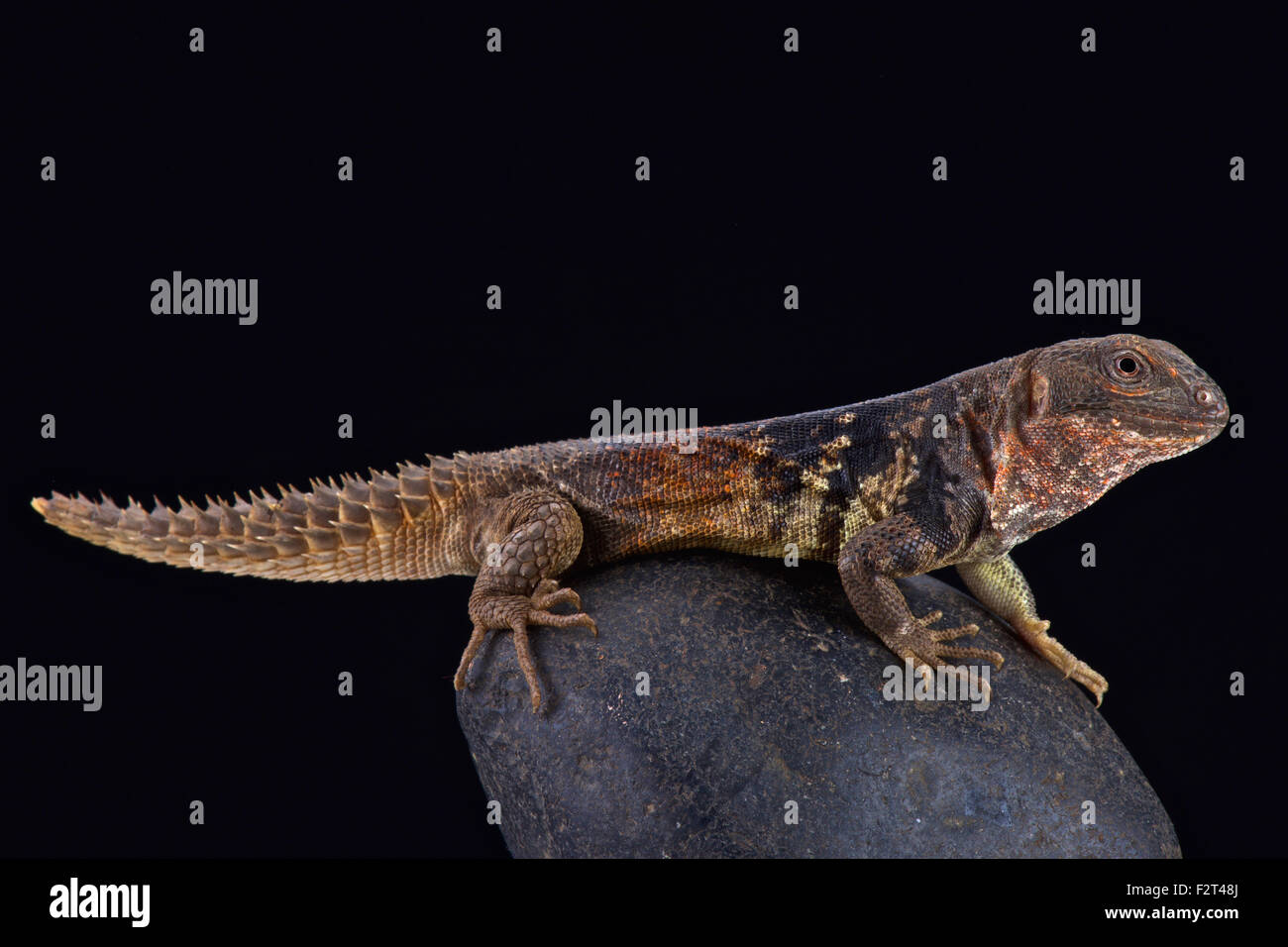 Yucatán spinoso-tailed iguana (Ctenosaura defensor) Foto Stock