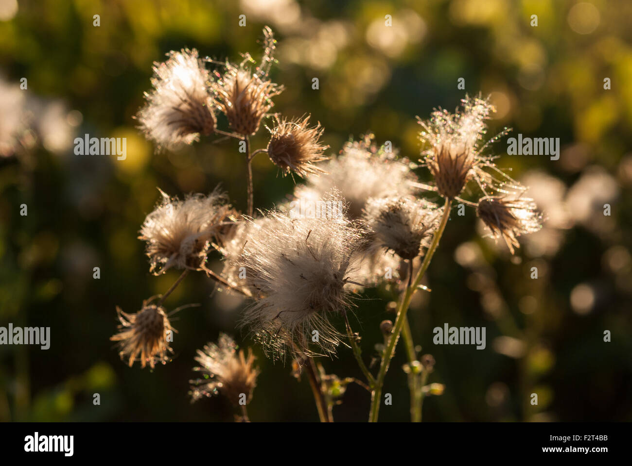Canadian thistle, a.k.a. Cirsium arvense, rilasciando i suoi semi nel vento al tramonto con il sole alle spalle. Primo piano. La Romania. Foto Stock
