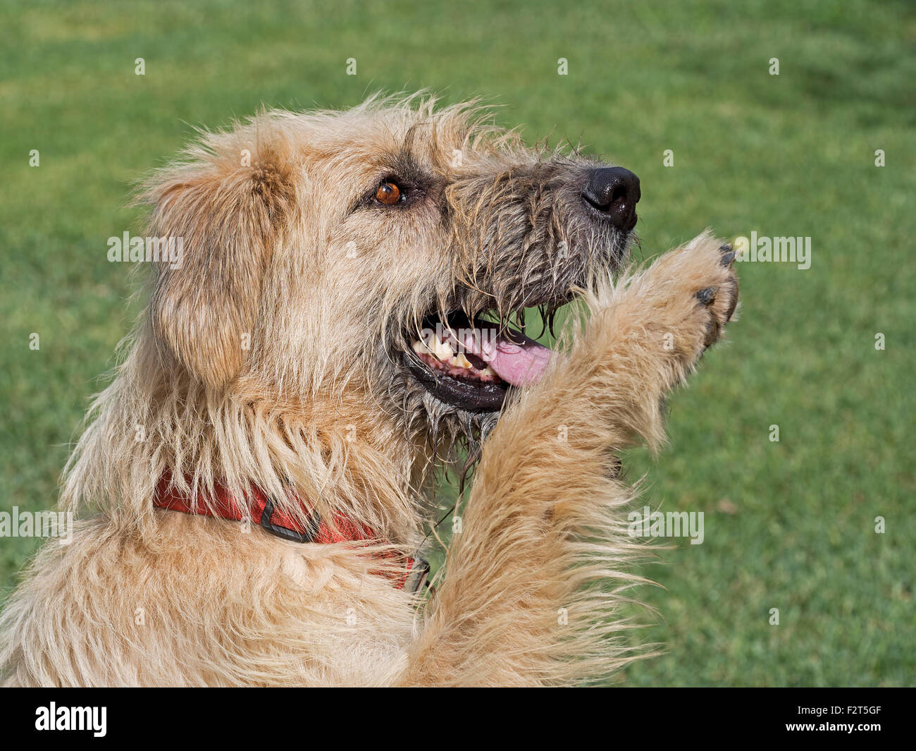 Large White hairy hound! Paw sollevato per l'attenzione. Cane di salvataggio. Foto Stock