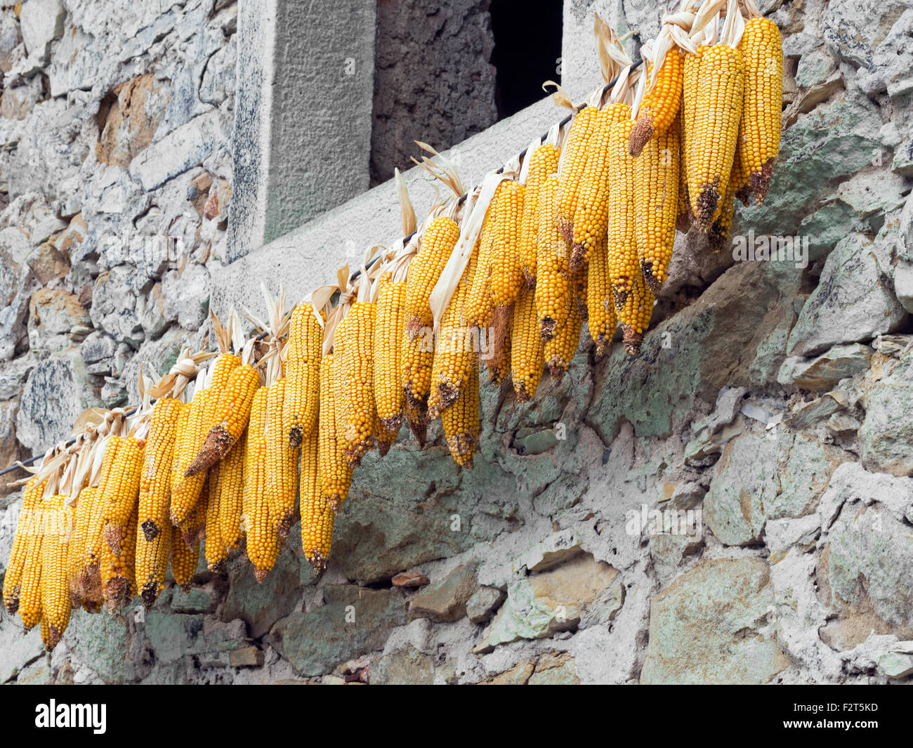 Lunigiana, Italia. L'agricoltura su piccola scala. Le pannocchie di granoturco appeso fuori ad asciugare. Foto Stock