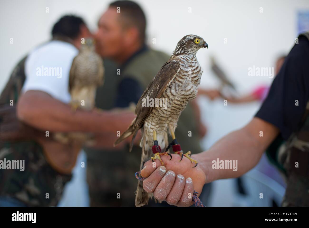 Barberia falcon presso il Festival annuale de L'epervier o festival di falconeria a El Haouaria in Tunisia Foto Stock