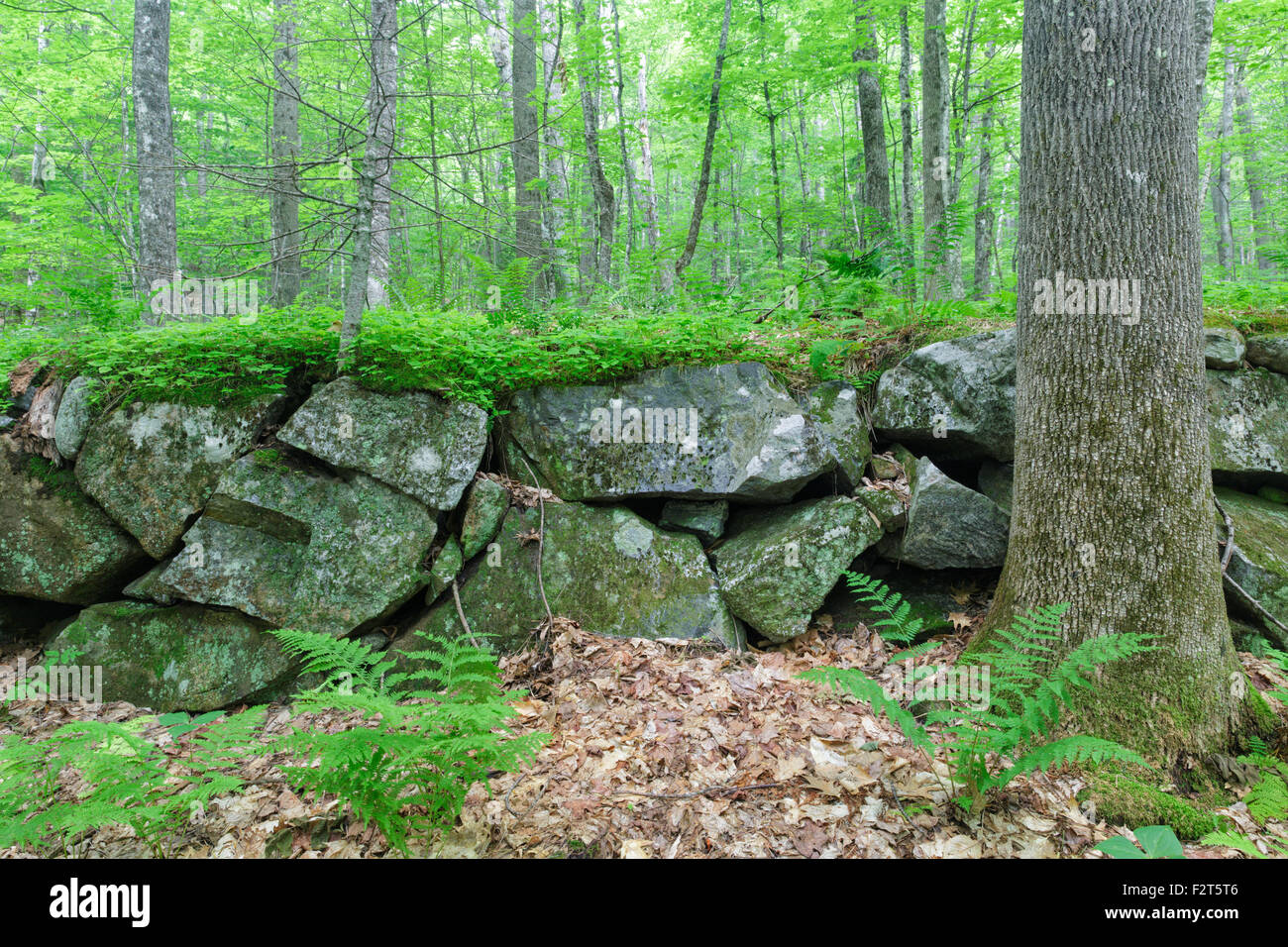 Il colonnello Lewis B. Smith sito nella tacca a sandwich in sandwich, New Hampshire USA. Questo casale abbandonato era occupata da tre gen. Foto Stock