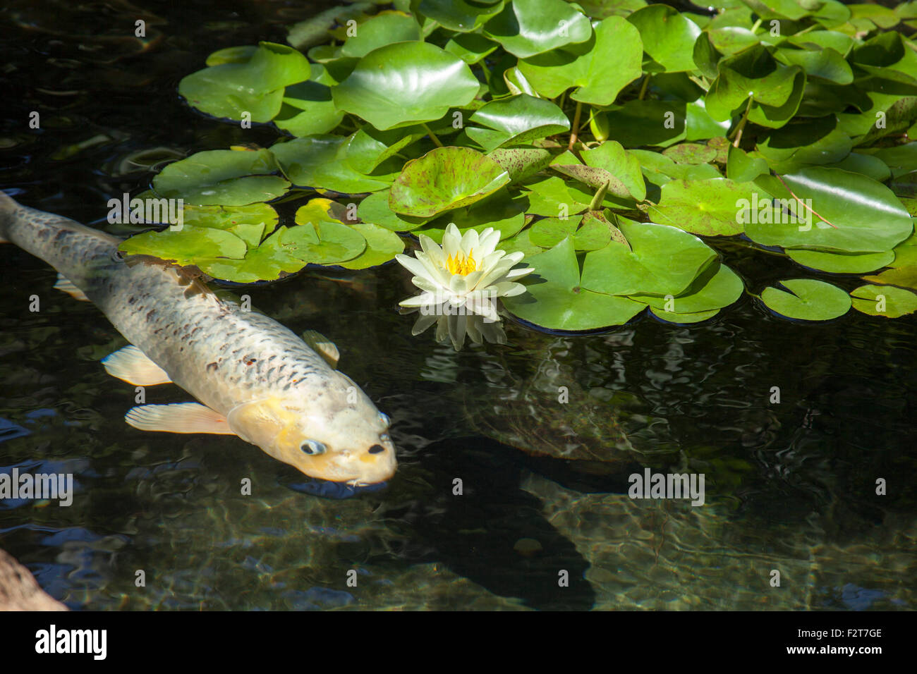 Uno spettacolare pesce Koi nuotare in un laghetto presso la tranquillità di giardini in Encinitas, California Foto Stock