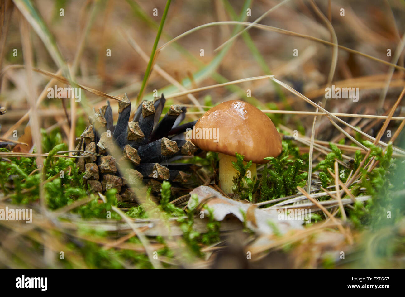 Piccolo Suillus luteus fungo vicino al cono di pino Foto Stock