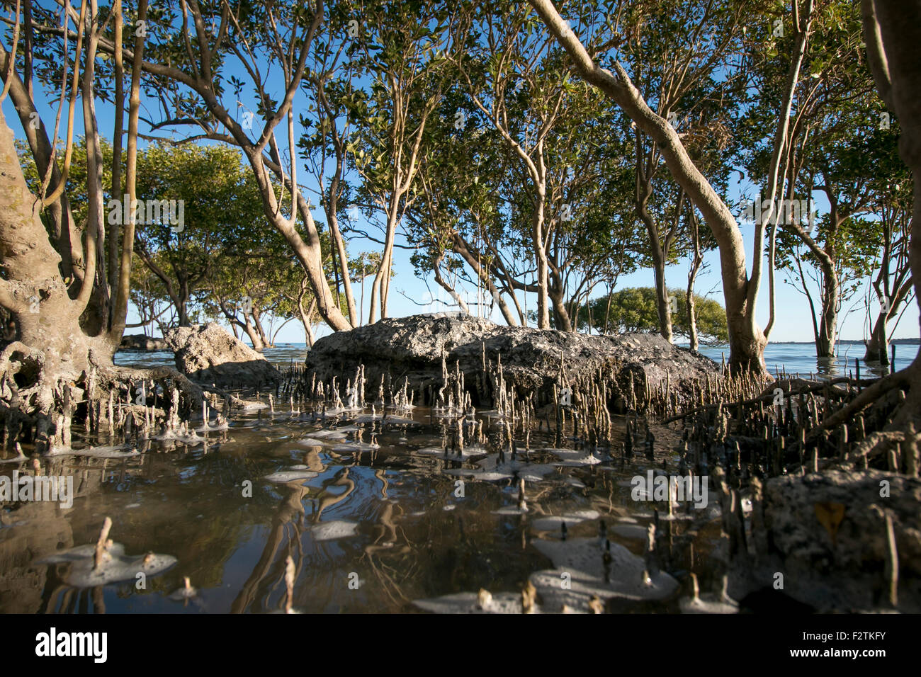 Marea in su le Mangrovie Foto Stock