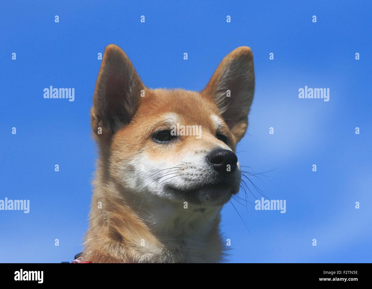 Shiba Inu, cucciolo, ritratto, contro il cielo blu, Germania Foto Stock