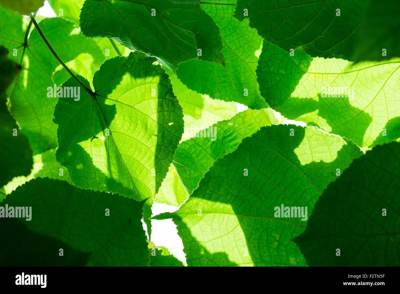 Foglie verdi con la luce solare Foto Stock