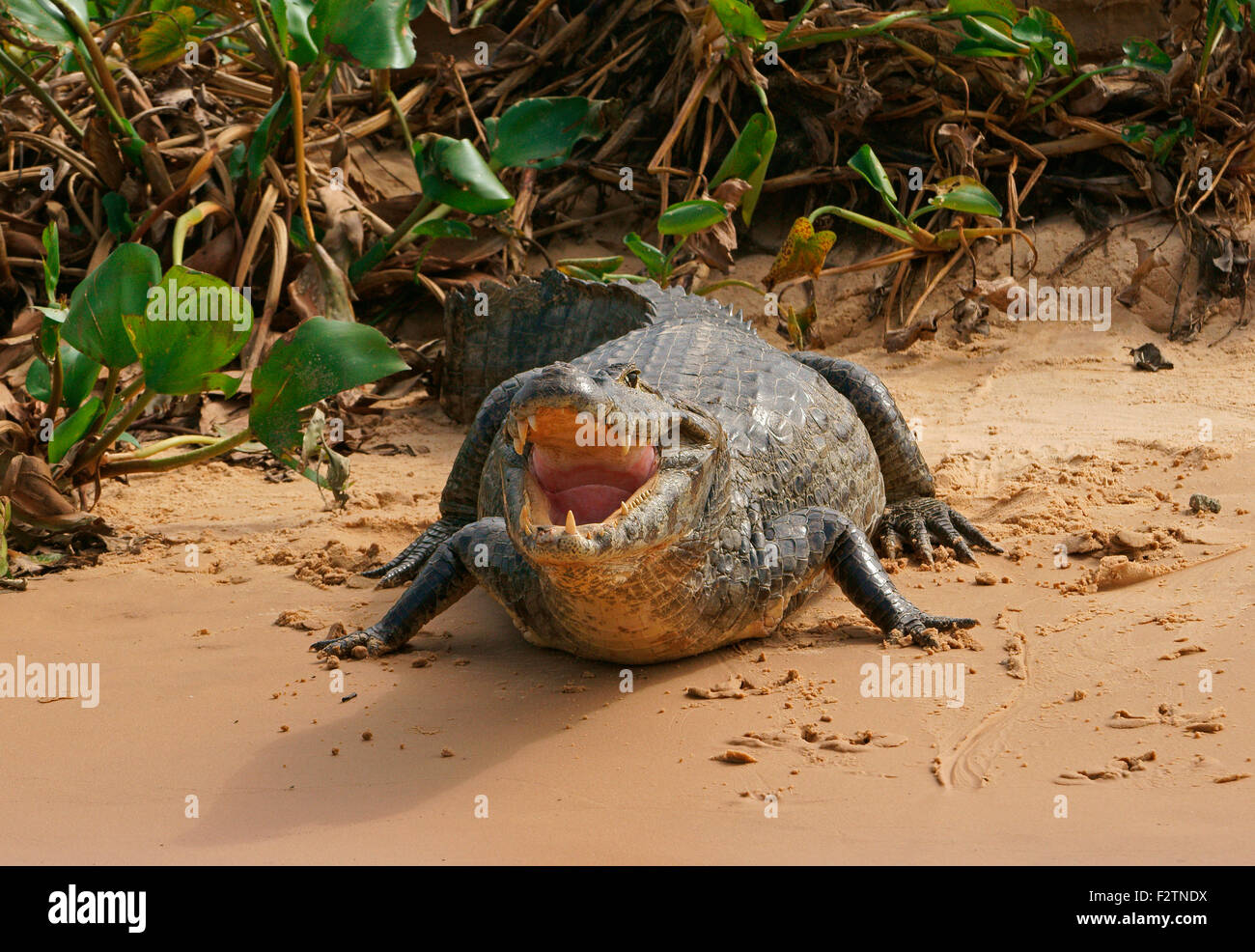 Caimano Yacare (Yacare caimano, Caimano yacare crocodilus) con bocca aperta, Pantanal, Brasile Foto Stock