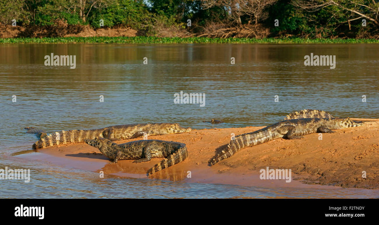 Yacare caimans (Yacare caimano, Caimano yacare crocodilus) giacente su un banco di sabbia, Pantanal, Brasile Foto Stock