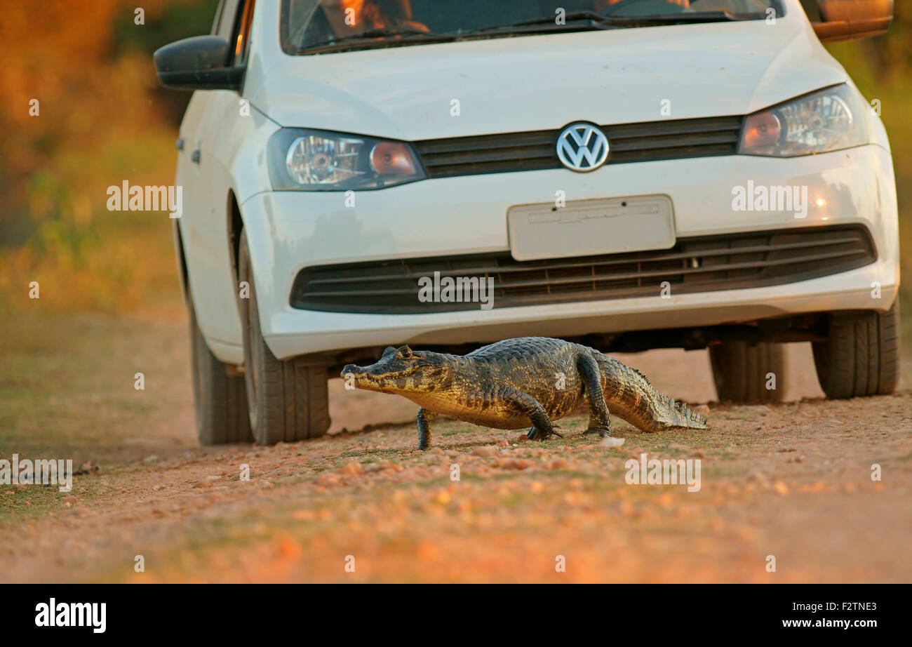 Caimano Yacare (Yacare caimano, Caimano yacare crocodilus) a piedi nella parte anteriore di una macchina, attraversata la strada, Pantanal, Brasile Foto Stock